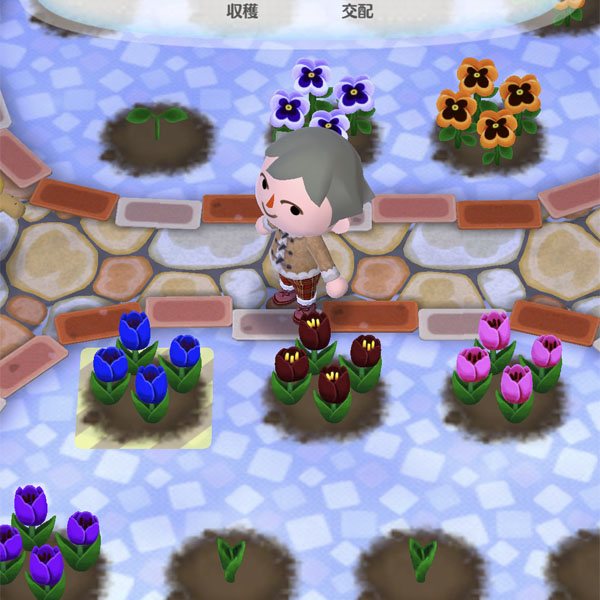 青いチューリップ