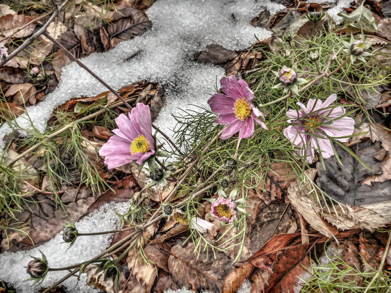 秋の名残と冬の到来