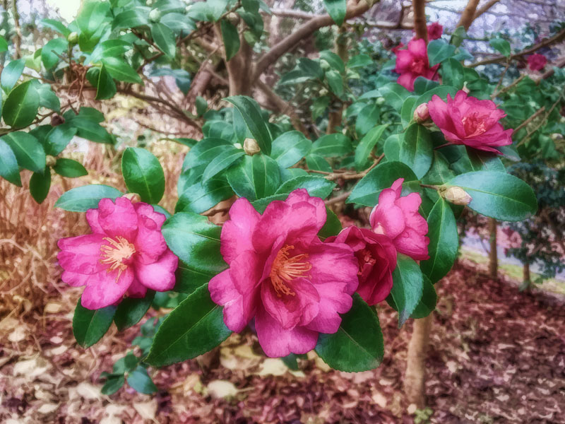 サザンカかも知れません