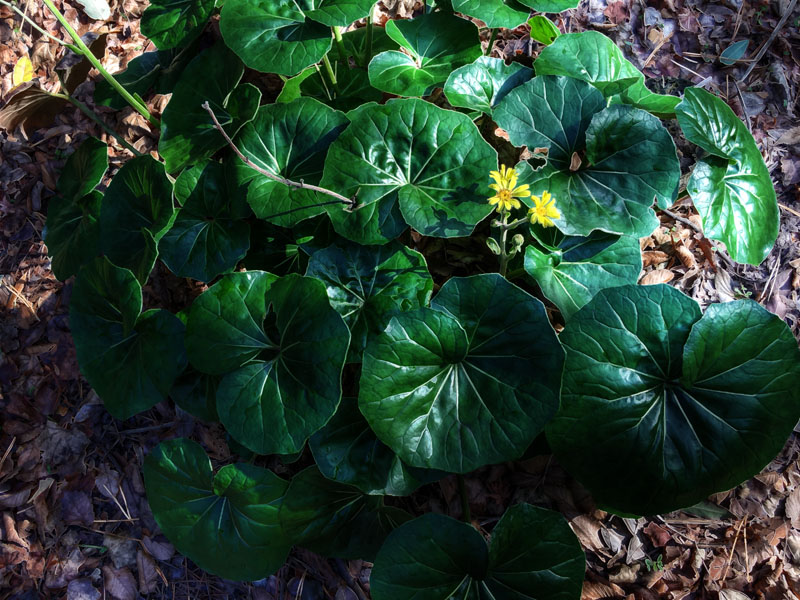 ツワブキしか咲いてない