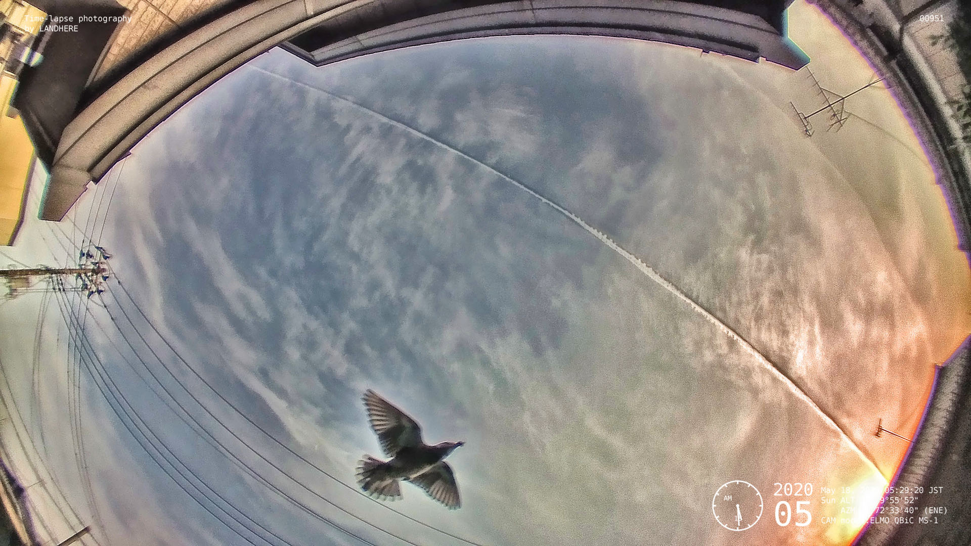 鳥がいい角度で写っていました